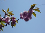 八重桜1